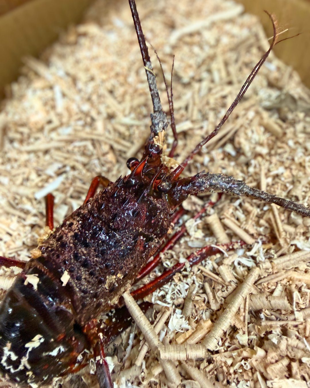 伊勢海老